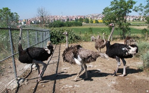 Bu Yumurta İle 15 Kişiye Omlet Yapılabiliyor
