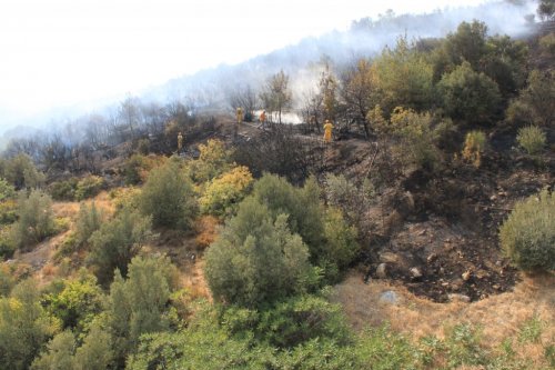 Bursa'da Orman Yangını