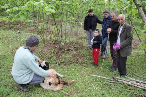 Çift Cinsiyetli Kuzu Görenleri Şaşırtıyor