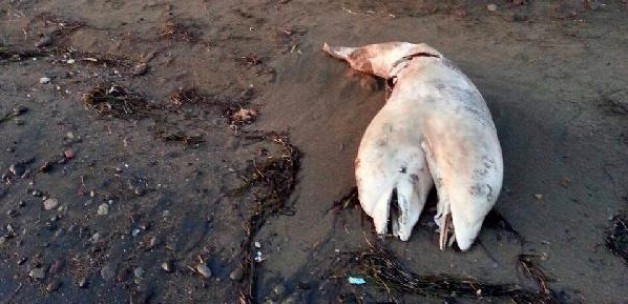 cift_basli_yunus_sahile_vurdu_1407231880_1865.jpg cift_basli_yunus_sahile_vurdu_1407231880_1865.jpg