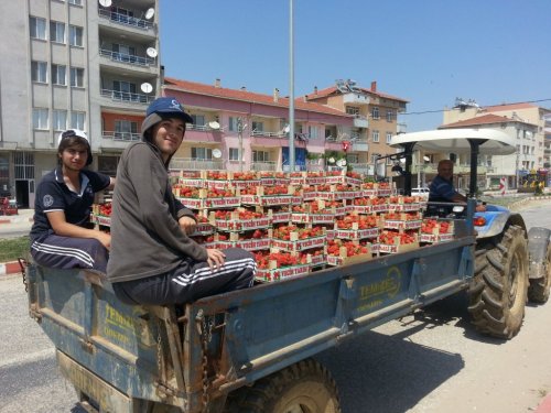 Çilek Yüz Güldürüyor
