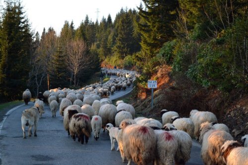 Çobanlar Yayla Yollarına Düştü