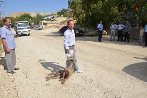 Darende’de Saldırgan Kurtlardan 1’i Vuruldu