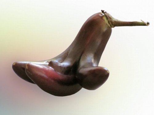 Dördüz Patlıcan Görenleri Şaşırtıyor