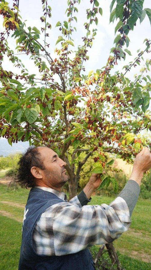 Dut Ağacı, Yapraktan Çok Meyve Verdi