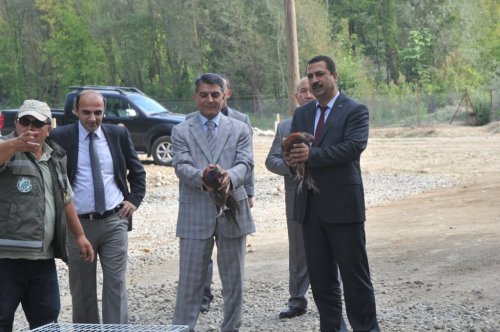 Düzce’de Doğal Ortama Bin 500 Sülün Salındı