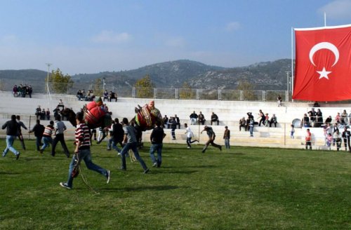 Edremit’te Develer Kaçtı, Sahipleri Kovaladı