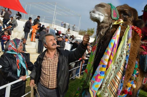Edremit’te Develer Kaçtı, Sahipleri Kovaladı