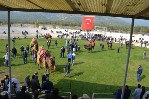 Edremit’te Develer Kaçtı, Sahipleri Kovaladı