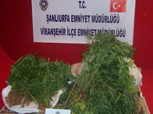 Evin Bahçesinde Hint Keneviri