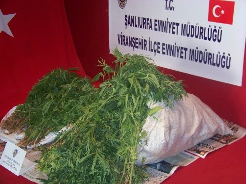 Evin Bahçesinde Hint Keneviri