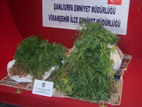 Evin Bahçesinde Hint Keneviri