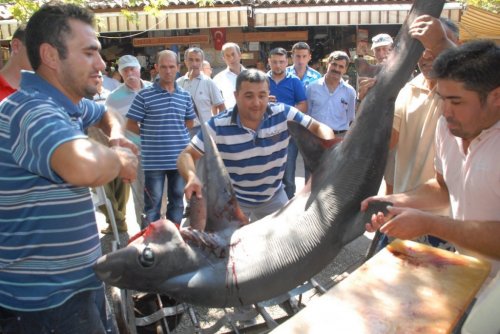 Fethiye’de Panter Cinsi Köpek Balığı Yakalandı