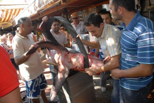 Fethiye’de Panter Cinsi Köpek Balığı Yakalandı