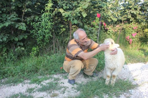 Fındık Macunu Yiyen Ve Kola İçen Kuzu
