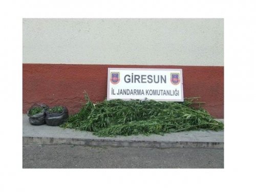 Giresun'da Uyuşturucu Operasyonu