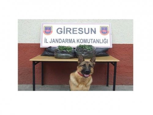 Giresun'da Uyuşturucu Operasyonu