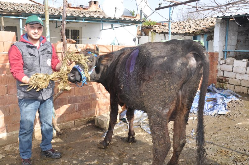 inek_1395.jpg