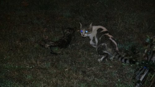 İtfaiyeden Yavru Kedi Kurtarma Operasyonu