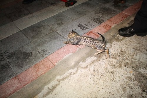 İtfaiyeden Yavru Kedi Kurtarma Operasyonu