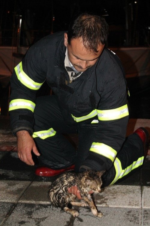 İtfaiyeden Yavru Kedi Kurtarma Operasyonu