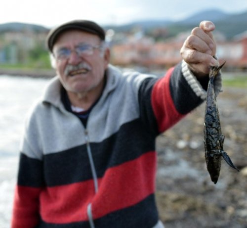 İzmir’de Ölü Balıklar Kıyıya Vurdu