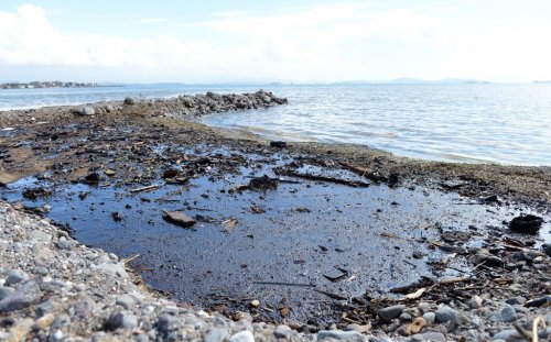 İzmir’de Ölü Balıklar Kıyıya Vurdu