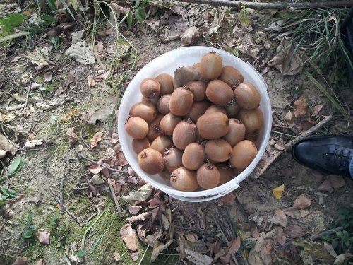 Karadeniz'de Kivi Mahsulü Toplanıyor