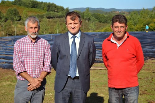 Karadeniz’in En Büyük Çilek Tarlası Ordu’ya Kuruluyor