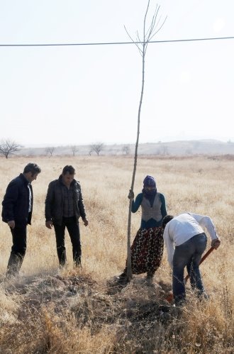 Karayollarının kenarları ağaçlandırıldı