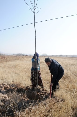 Karayollarının kenarları ağaçlandırıldı