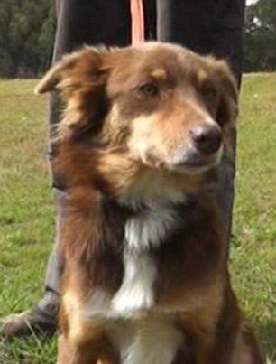 Kaza Yapan Sahibinin Yanında 4 Gün Nöbet Tuttu