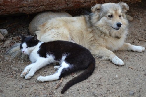 Kedi Ve Köpeğin Dostluğu Şaşırtıyor