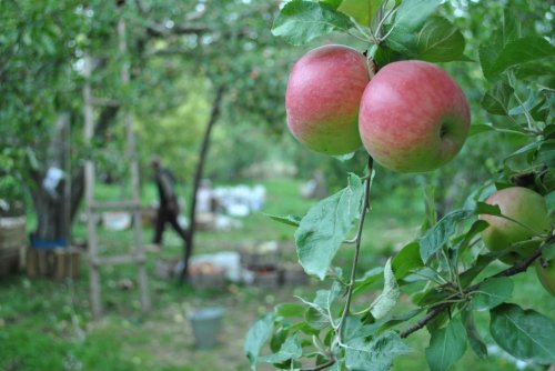 Kesince Yıldızlaşan Elma