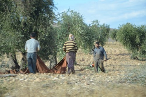 Kilis'te Zeytin Hasadı Sürüyor