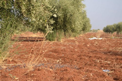 Kilis'te Zeytin Hasadı Sürüyor