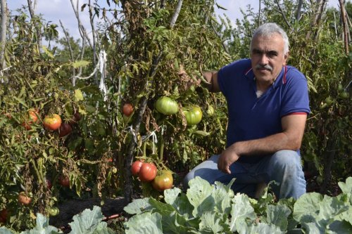 Kiloluk Pembe Domatesler Yetiştirdi
