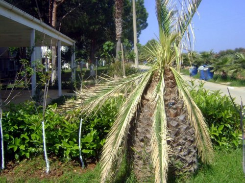 Kırmızı Palmiye Böcekleri Tuzaklarla İzleniyor