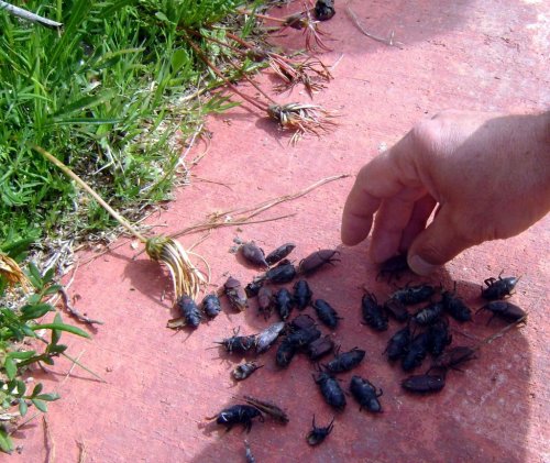 Kırmızı Palmiye Böcekleri Tuzaklarla İzleniyor