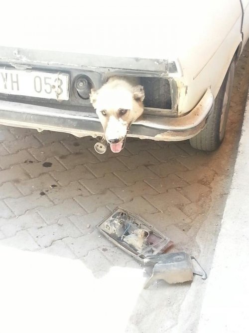 Köpeğin Ölüm Kalım Savaşı