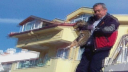 Köpekten Kaçan Kedi Ağaçta Mahsur Kaldı