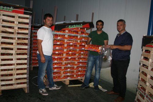 Köprübaşı’ndan Isparta Kayısısı İhraç Ediliyor