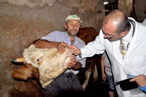 Kurban Sevkiyatları Başladı Yollarda Denetimler Arttı