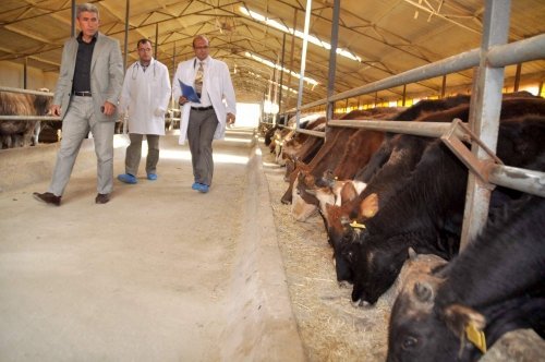 Kurban Sevkiyatları Başladı Yollarda Denetimler Arttı