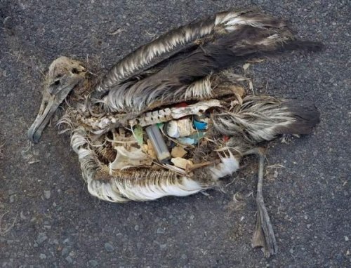 Kuşların Neslini Tüketecek Plastik Tehlike