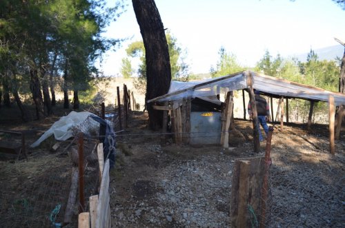 Kuzular Öksüz Kaldı