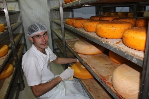 Manavgat'ta Camış Sayısı Artırılıyor