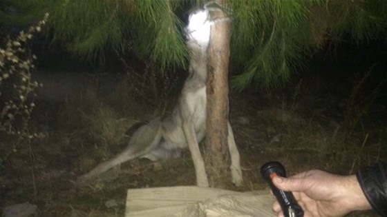 manisa-da-kopegi-agaca-asarak-oldurduler-2538523.jpeg manisa-da-kopegi-agaca-asarak-oldurduler-2538523.jpeg