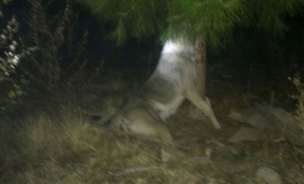 manisa-da-kopegi-agaca-asarak-oldurduler-2538524.jpeg manisa-da-kopegi-agaca-asarak-oldurduler-2538524.jpeg