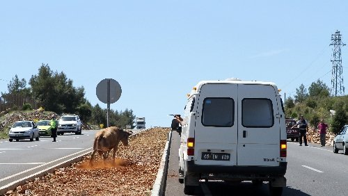 Muğla Zabıtası’ndan ‘Sarıkız’ Operasyonu